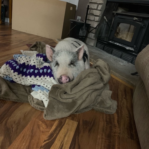 Help me raise money for expenses 4 this little guy - Picture 8 of 8